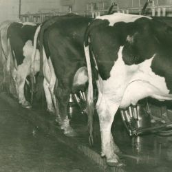 Photograph of Cows in M.P. Lawrence Dairy in Southwest Tennessee