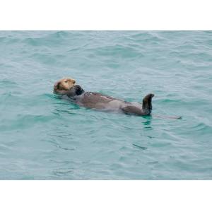 Sea Otter in the Water