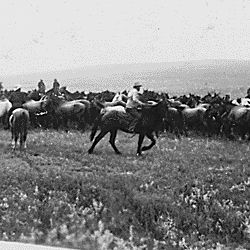 Cowboys rounding up horses
