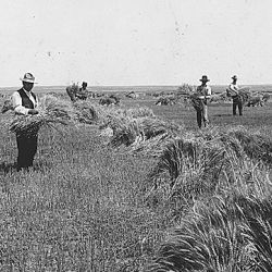 "Wheat field on Dutch flats near Mitchell, Nebr. Farm of T.C. Shawver."