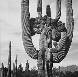 View of cactus and surrounding area "Saguaros, Saguaro National Monument," Arizona. (Vertical Orientation)