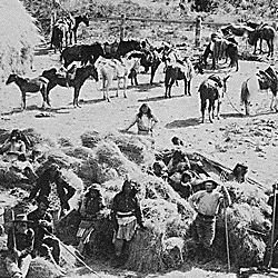 Apaches delivering hay at Fort Apache, Arizona