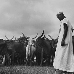 Africa. French Equatorial Africa. The zebu herd (oxen) arrive at Compagnie Miniere de l