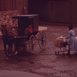 Amish Housewife Pushes Shopping Cart of Groceries to Her Parked Horse and Buggy