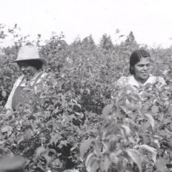 [Kootenai Indians; Northern Idaho Agency, Records of Extension Program, 1924 - 1949 ...]: Mrs. Sam Pablo & Mrs. Grover Methorn Are Found in the Middle of the Raspberry Patch (Can You Find Three Faces?