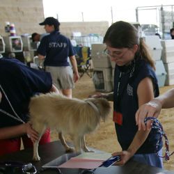 Veterinarians Examine Dogs Brought in to the Animal Disaster Response Facility Following Hurricane Rita
