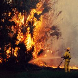 [Florida Extreme Fire Hazard] Wildfire on State Road #11, near Bunnell, Florida. Liz Roll/FEMA