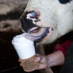 Cow licks Coffee Cup