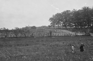 Woods in which Gen. J.F. Reynolds was killed. Gettysburg, PA., 1863.