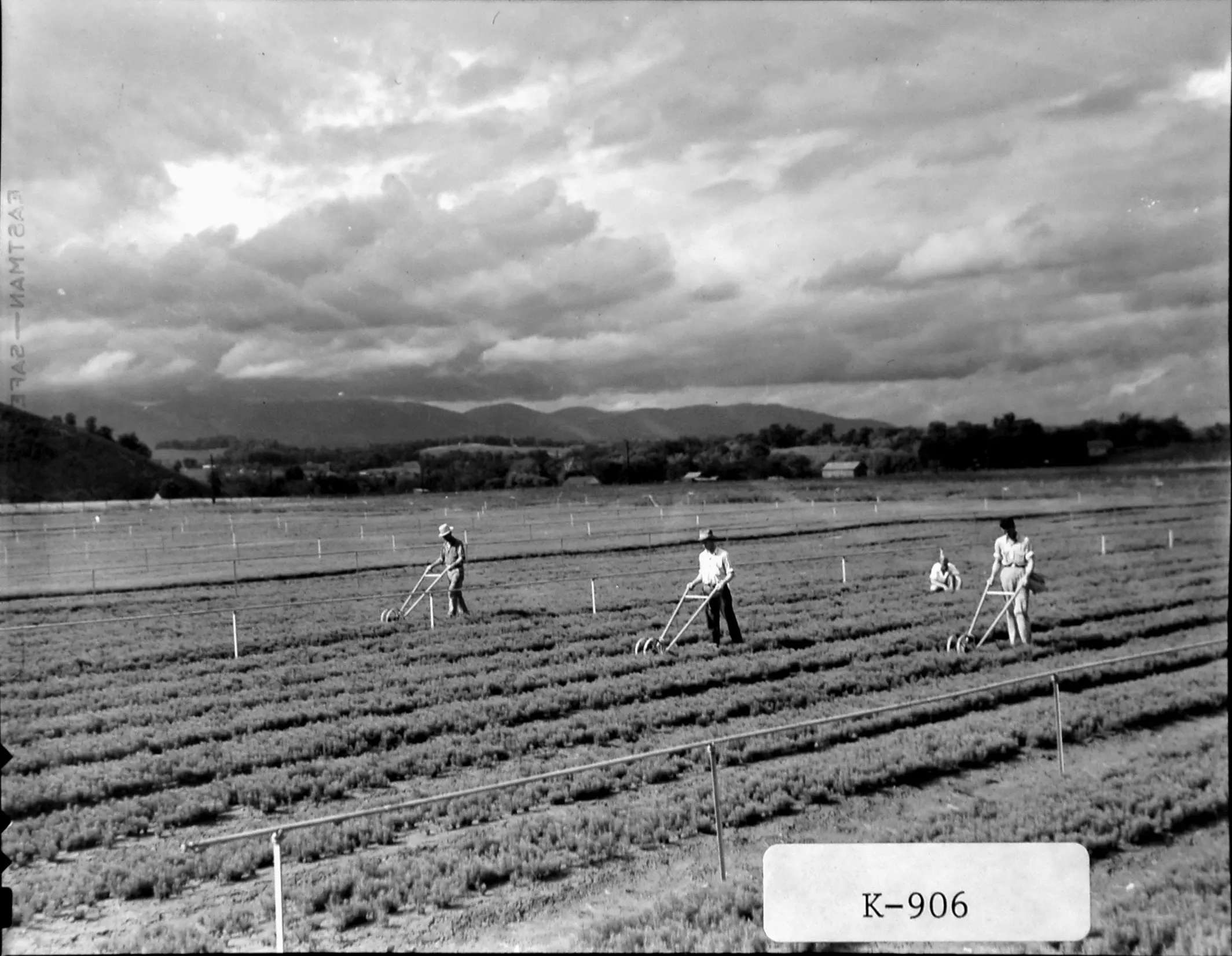 Men pushing plows in a field